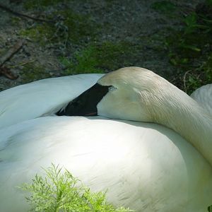 Trumpeter swan