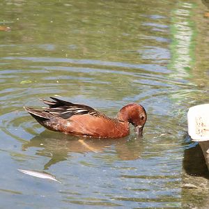 Northern Cinnamon teal