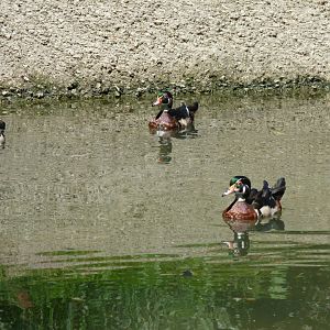North american wood (Carolina) ducks, Males