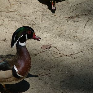North american wood (Carolina) duck, Male