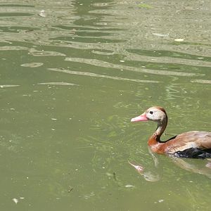 Black bellied (Red billed) Whistling duck