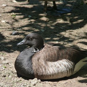 Brant goose