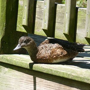 American widgeon, female