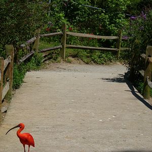 South american aviary