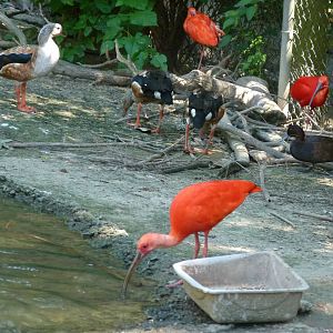 South american aviary