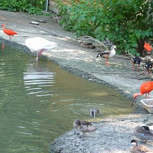 South american avairy