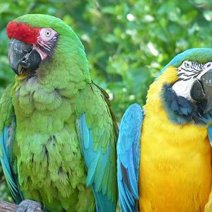 Miltary and Blue and Gold macaw