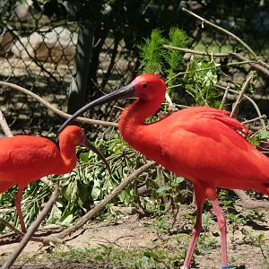 Scarlet ibis