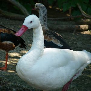 Coscoroba swan and Orinoco geese