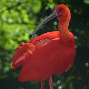 Scarlet ibis