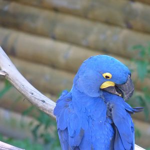 Hyacinth macaw