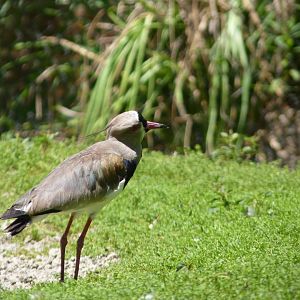 Southern lapwing