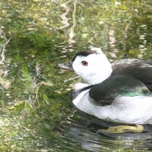 Indian (Cotton teal) pygmy goose