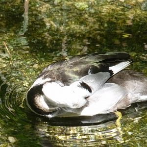 Indian (Cotton teal) pygmy goose