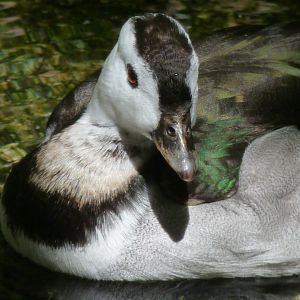 Indian (Cotton teal) pygmy goose, male
