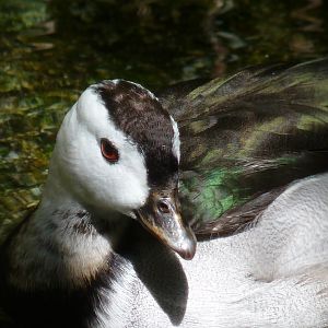 Indian (Cotton teal) pygmy goose, male