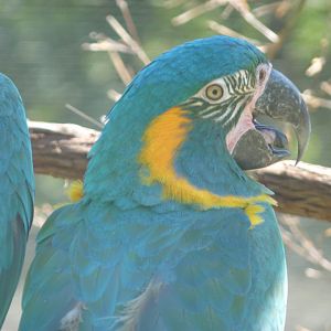 Blue throated macaw