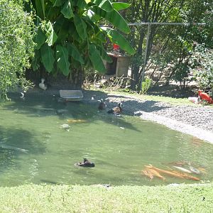 South american avairy