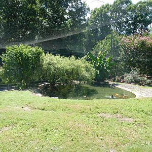 South american avairy