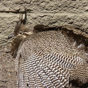 Elegant crested Tinamou