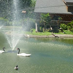 Multi national avairy