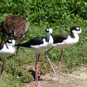 Black necked stilt and Cuban (Black billed) whistling duck