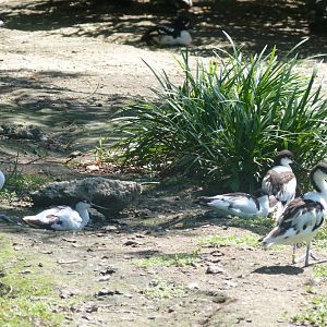 Pied avocets