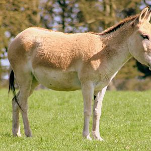 Onager; Whipsnade; 25th March 2017