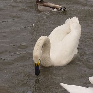 Bewick Swan