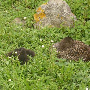 Common eider with young