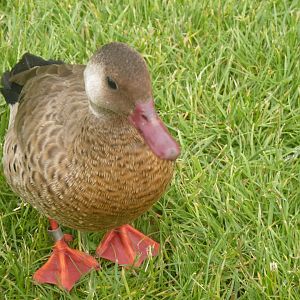 Greater Brazilian teal