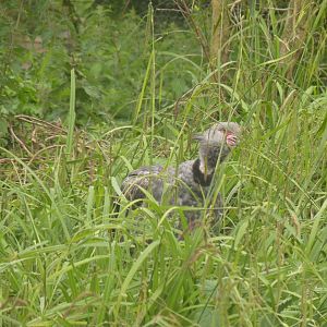 Crested Screamer