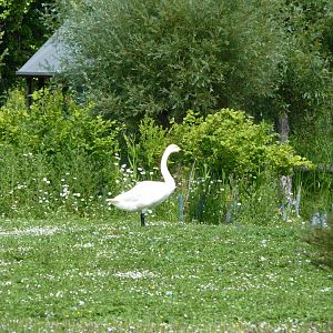 Bewick swan