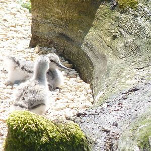 Pied avocet chicks