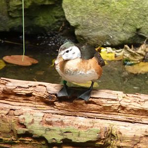 African Pygmy goose, hen