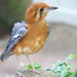 Orange headed ground thrush