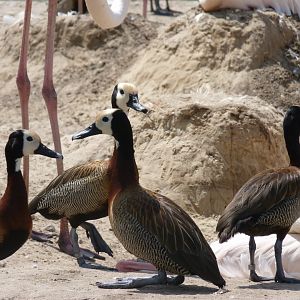 White faced whistling ducks and greater flamingo