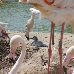 Greater flamingo and chick