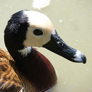 White faced whistling duck