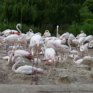 Nesting Greater flamingos