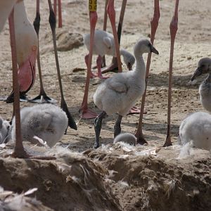 Greater flamingo chicks