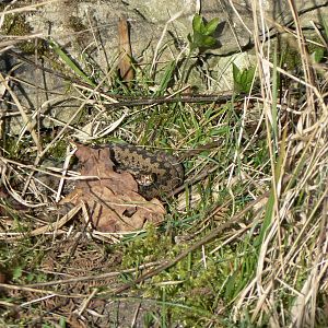 European Adder - 26 March 2017, Ellerburn Bank