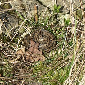 European Adder - 26 March 2017, Ellerburn Bank