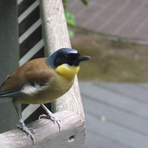 Blue crowned laughing thrush
