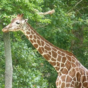 Giraffe