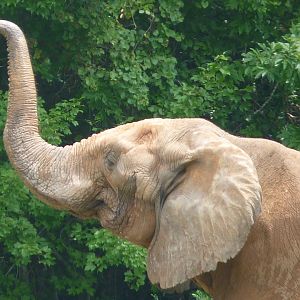 African Elephant