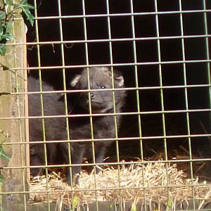 Maned Wolf pups, March 2017