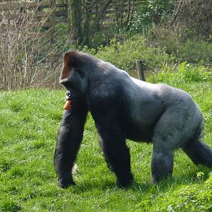 Gorilla, Pertinax, March 2017