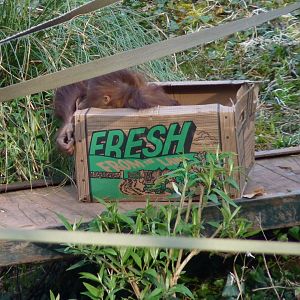 Freshly-boxed orangutan, March 2017