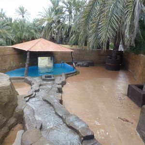 South African Fur Seal Enclosure